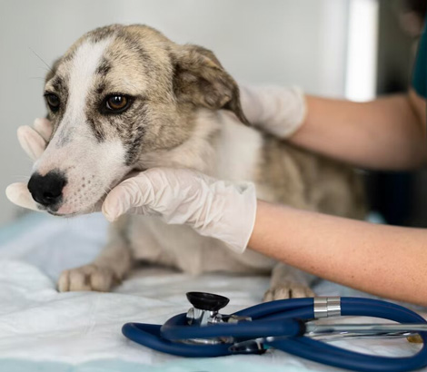 veterinaria inspeccionando perro