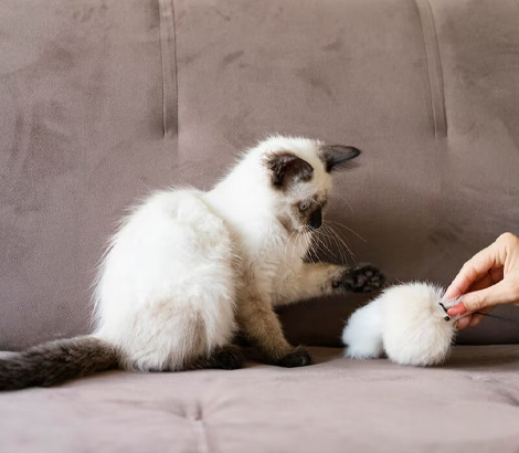 gato jugando con algodón