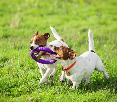 perros jugando con anillo en campo