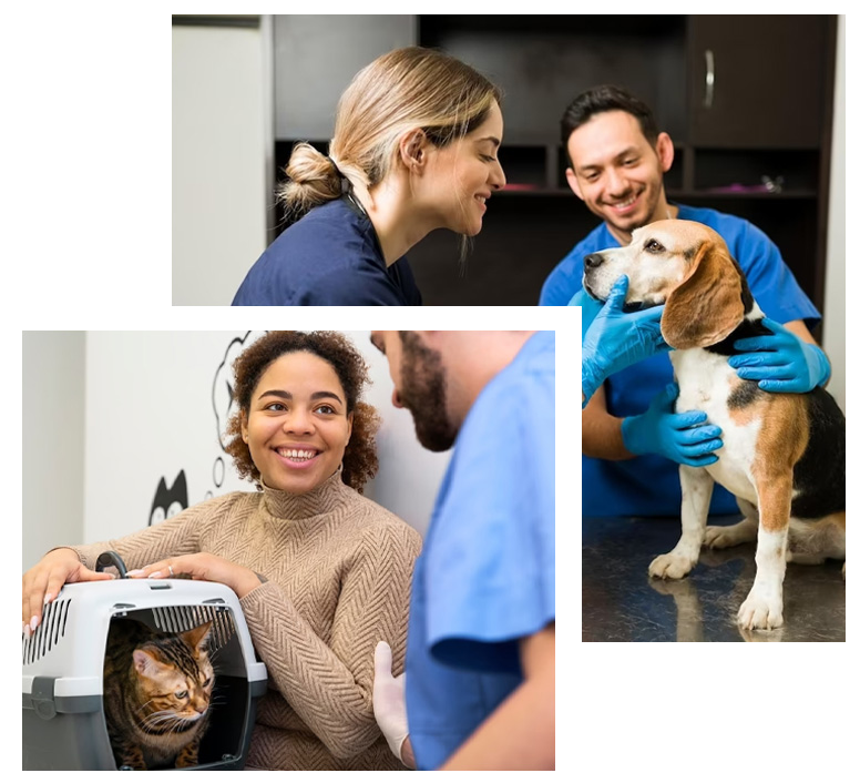 collage de clienta con gato en jaula y otra con su perro y el veterinario