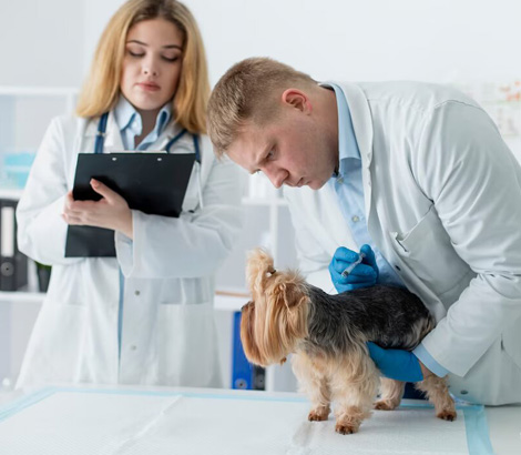 veterinaria tomando nota mientras otro examina perro
