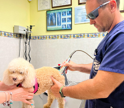 médico realizando ecografía a perro