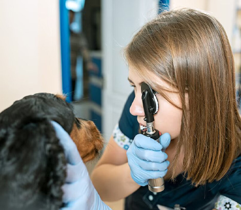 medico inspeccionando mascota