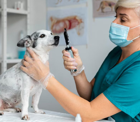 medico inspeccionando mascota